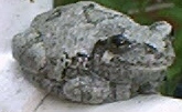 Gray Tree Frog