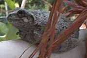 Tree Frog