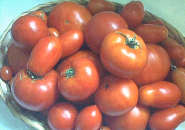 Basket of tomatoes