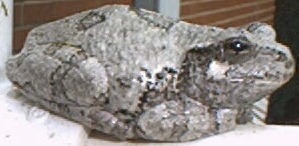 Tree Frog